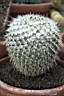 MAMMILLARIA NEJAPENSIS.jpg